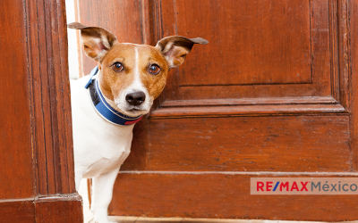 ¿Cómo ayudar a mi mascota a adaptarse a un nuevo hogar?