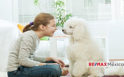 6 Consejos para proteger a tu cachorro de tu casa